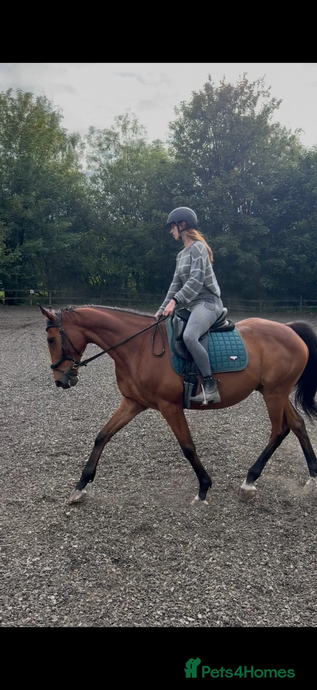 Irish Thoroughbred horses for sale: TB gelding for sale in Bolton - Advert 2