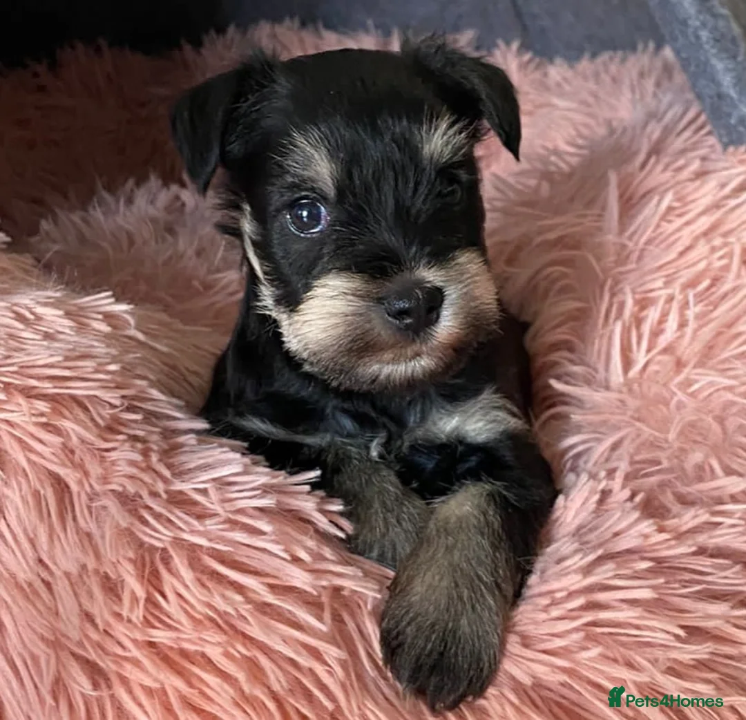Miniature Schnauzer dogs for stud: Handsome black and silver Miniature Schnauzer  in Cambridge - Advert 30