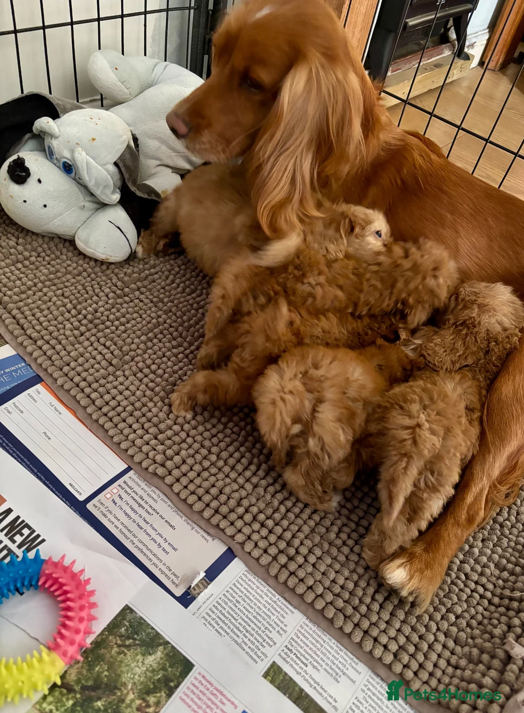 Cockapoo dogs for sale: F1 health clear cockapoo puppies  - Advert 38
