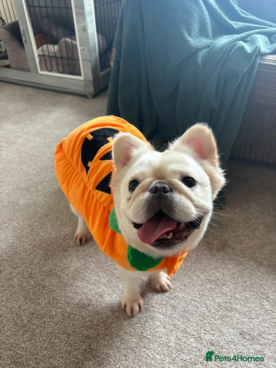 French Bulldog dogs for sale: Fluffy Frencie in Skelmersdale - Advert 1