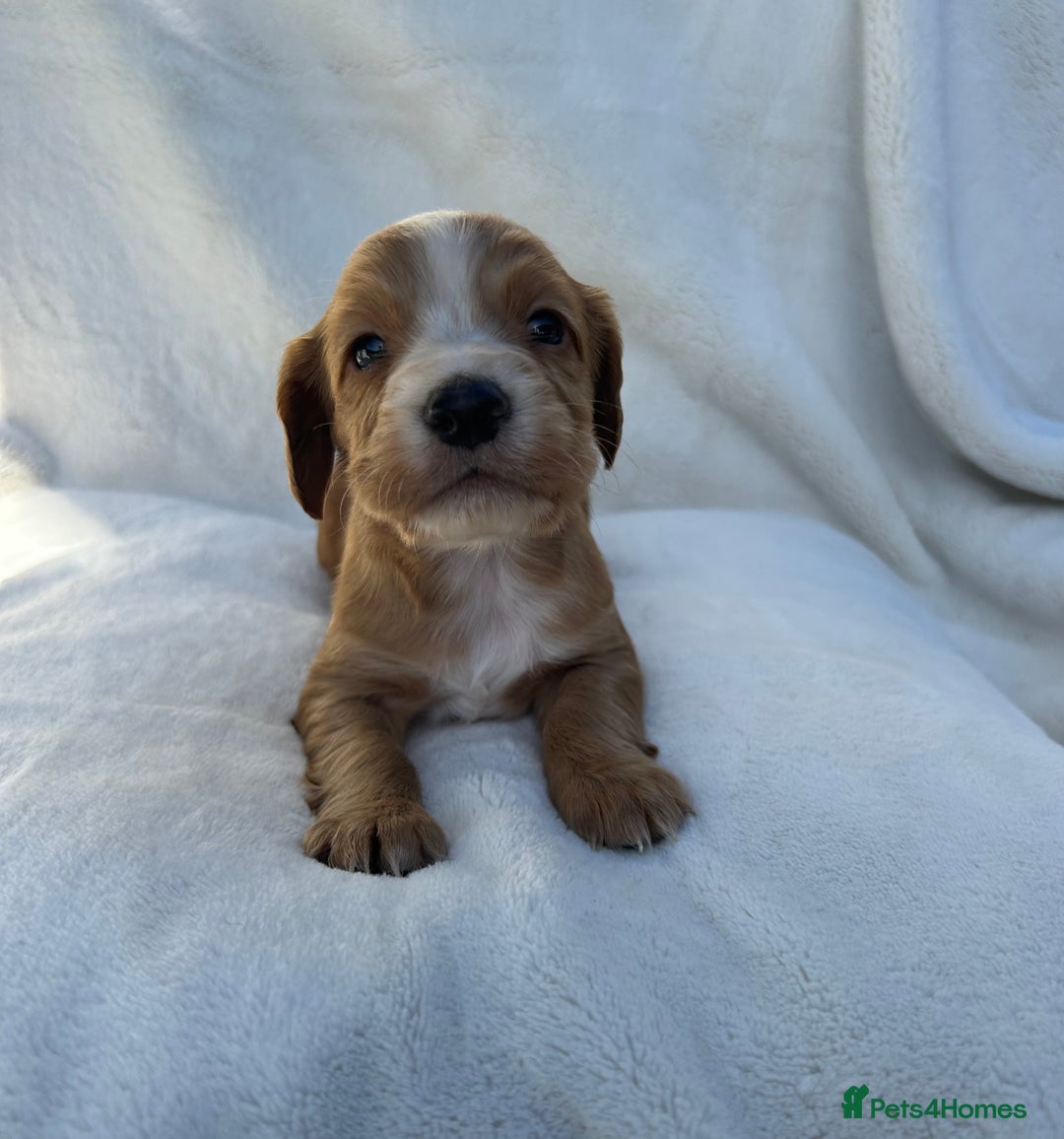 Cocker Spaniel dogs for sale: Beautiful kc registered cockerspaniel puppies  - Image 11