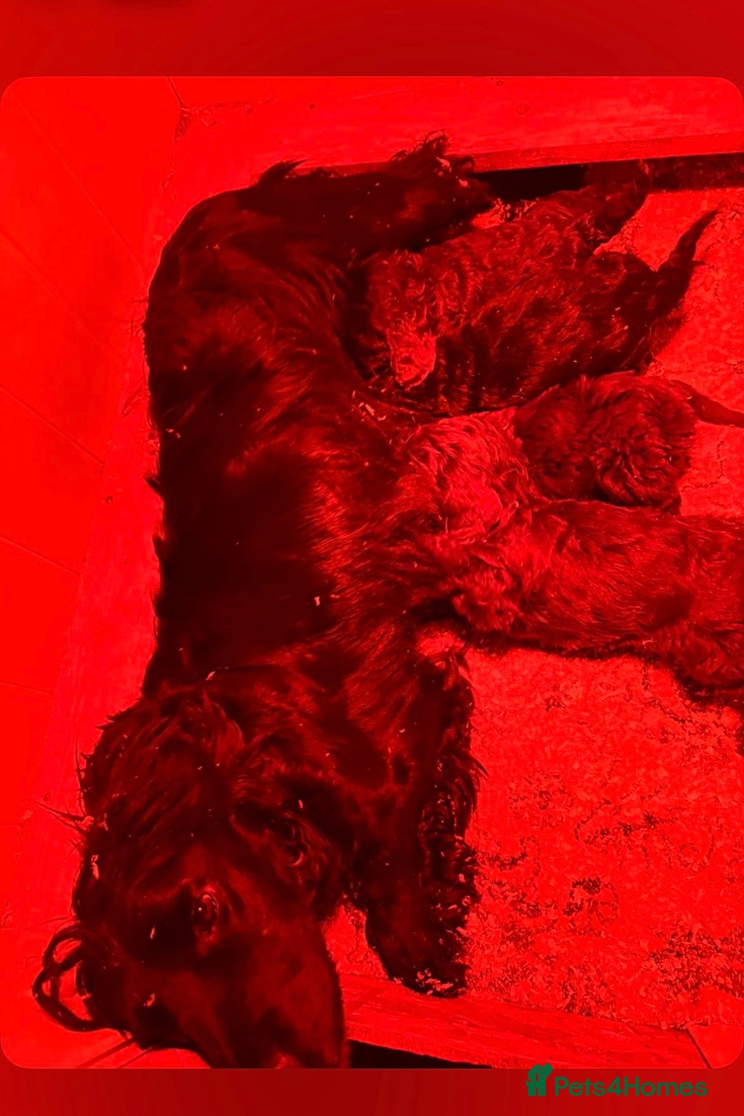 Cockapoo dogs for sale: Cockapoo puppies  - Advert 2