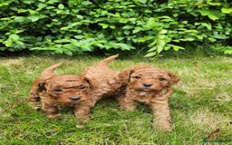 Toy Poodle dogs for sale: 🐩 KC Registered Toy Poodles 🐩 - Image 7