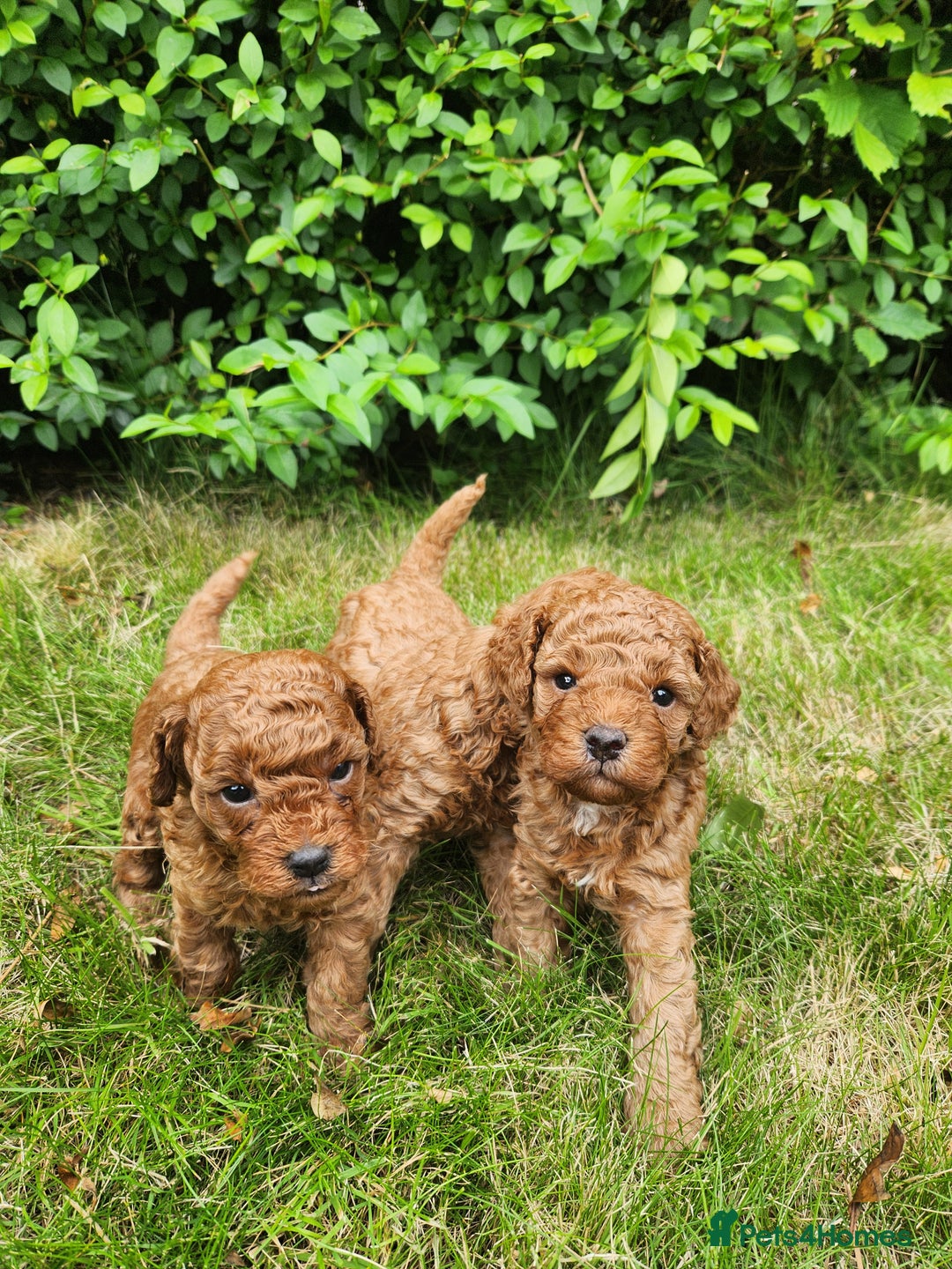 Toy Poodle dogs for sale: 🐩 KC Registered Toy Poodles 🐩 - Image 7