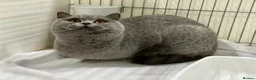 British Shorthair cats for sale: Beautiful British Female - Advert 2