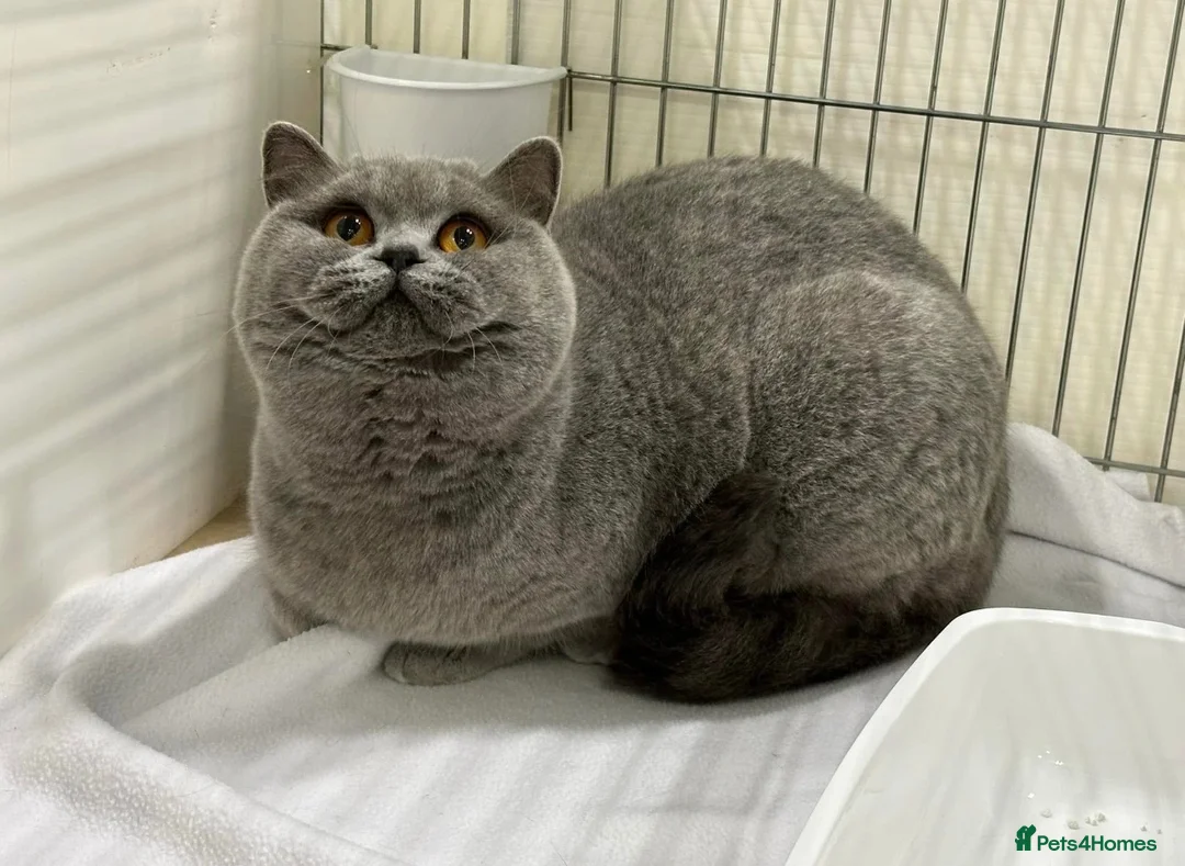 British Shorthair cats for sale: Beautiful British Female - Advert 2