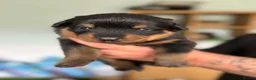 Rottweiler dogs for sale: Stunning Rottweiler Puppies  - Advert 22