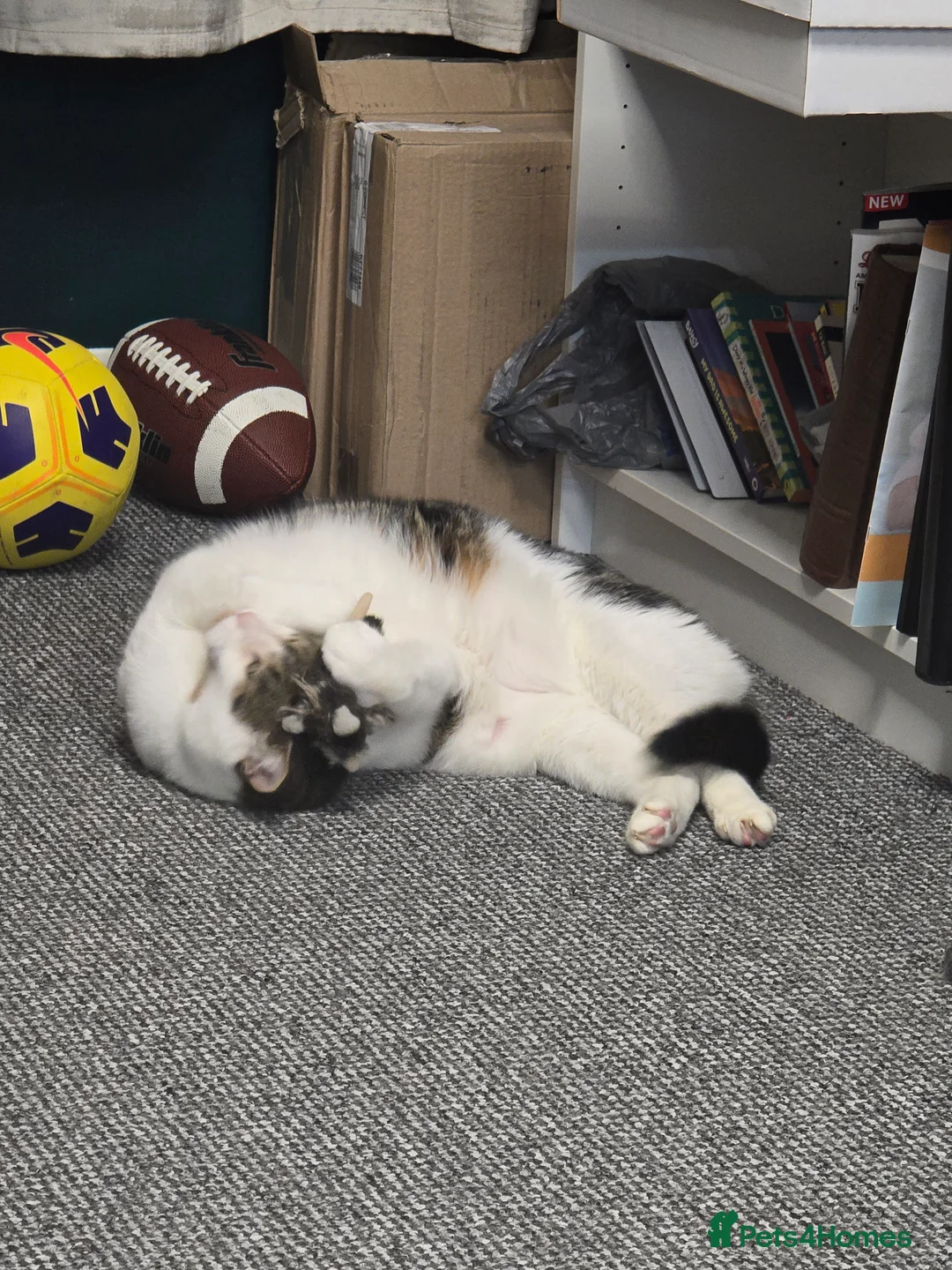 Mixed Breed cats for sale: Trevor - 5 year old affectionate boy  - Advert 4