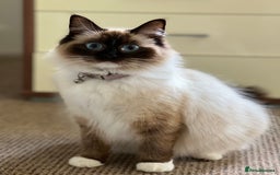 Ragdoll cats for sale: Rag doll cross - Image 7