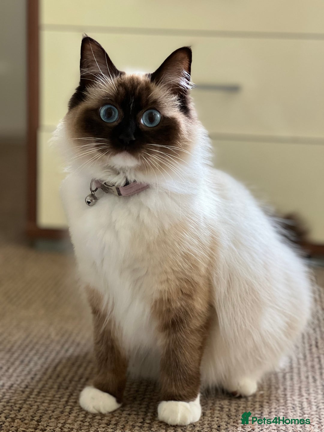 Ragdoll cats for sale: Rag doll cross - Image 7