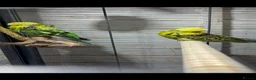 Budgerigars birds for sale: Exhibition budgies (bonded pair) - Advert 5