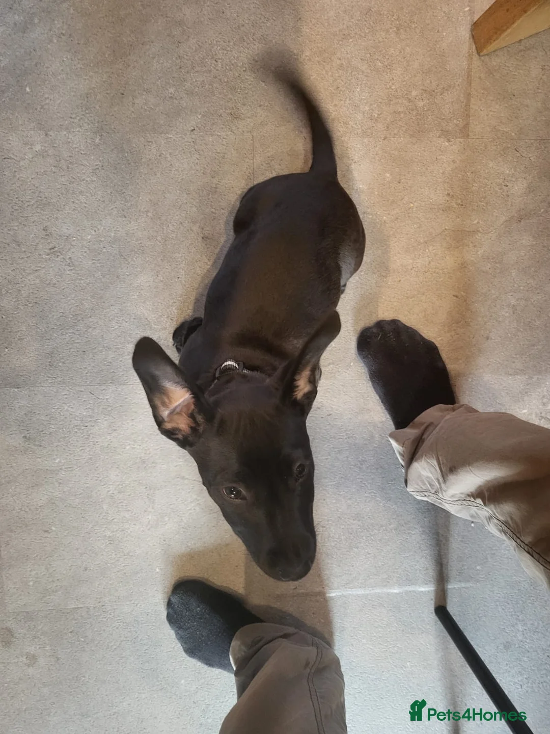 Mixed Breed dogs for sale: Ollie - Advert 3