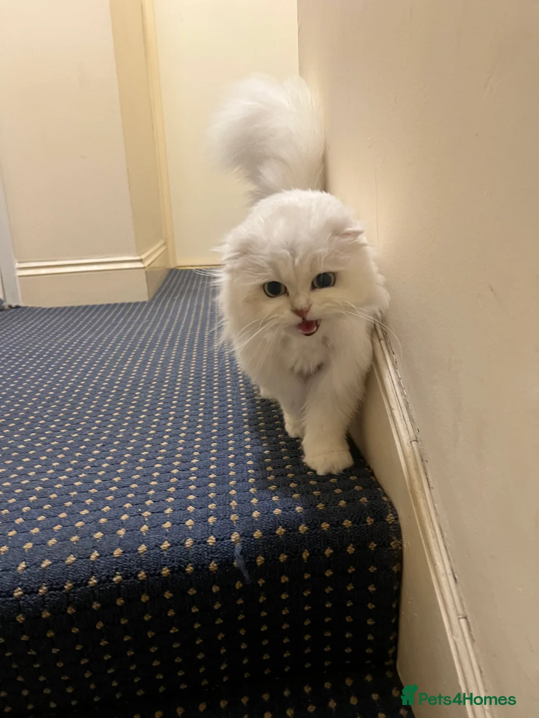 Scottish Fold cats for sale: Stunning Scottish Fold Girl - Advert 9