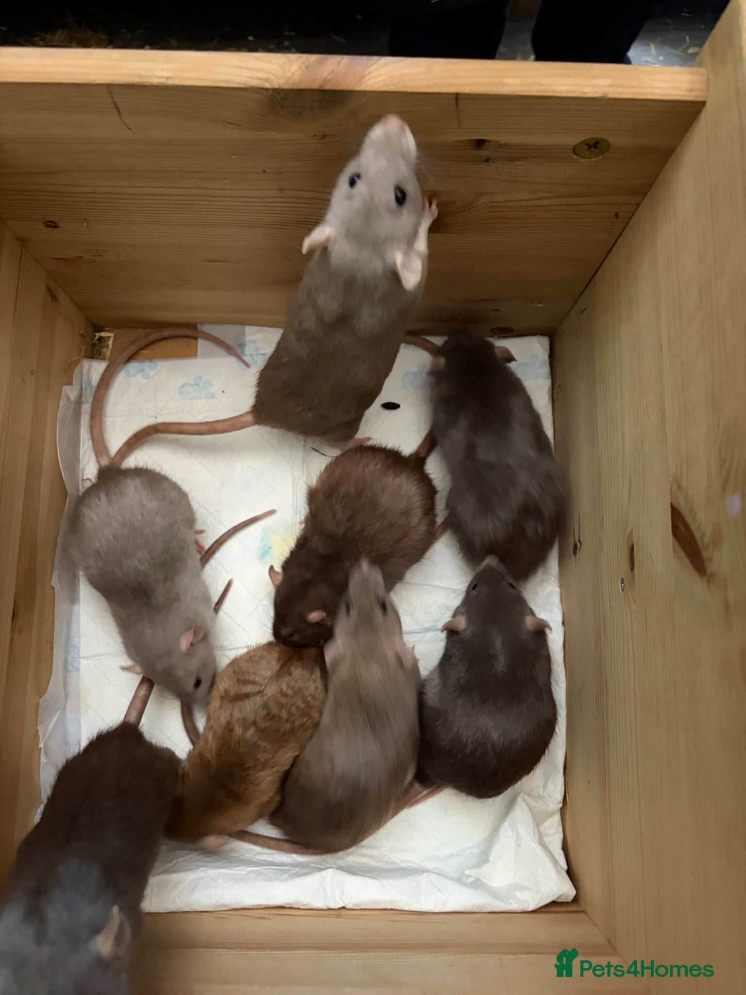 Rat rodents BEAUTIFUL BABY TAME RATS  - Advert 2