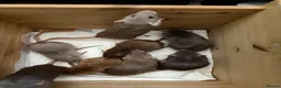 Rat rodents for sale: BEAUTIFUL BABY TAME RATS  - Advert 1