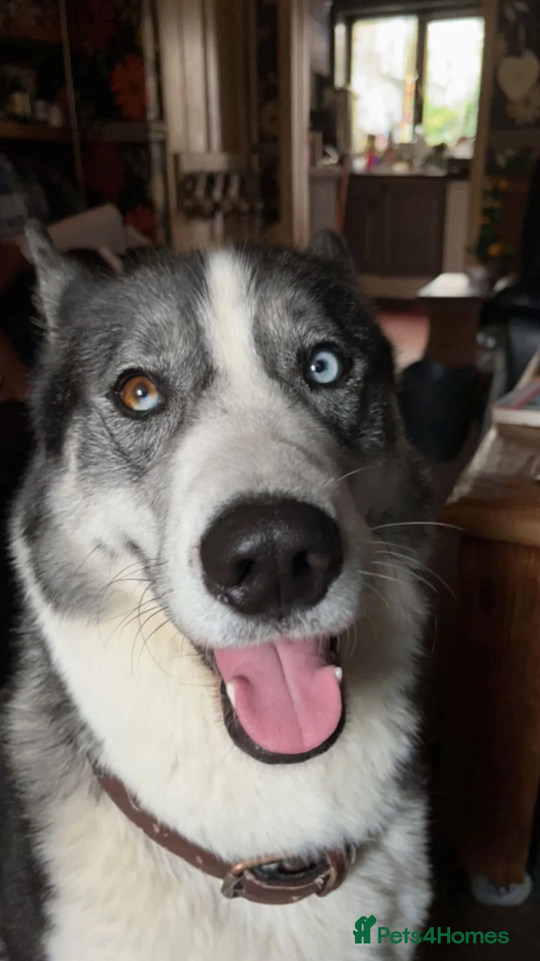 Siberian Husky dogs for stud: Pablo  in Birmingham - Advert 13