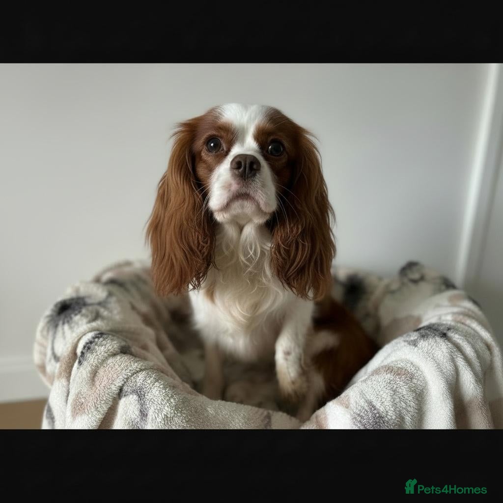 Cavalier King Charles Spaniel dogs Kennel club chocolate bleniham  - Advert 1