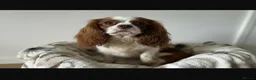 Cavalier King Charles Spaniel dogs for stud: Kennel club chocolate bleniham  - Advert 1