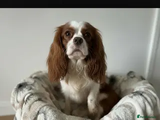 Cavalier King Charles Spaniel dogs KC CHOCOLATE BLENIHAM - Advert 1