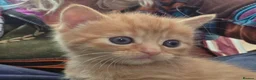Domestic Shorthair cats for sale: Beautiful, healthy & happy kittens for rehoming in Cranbrook - Advert 29
