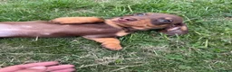 Miniature Dachshund dogs for sale: Miniature Dachshunds puppies in Bishop Auckland - Advert 3