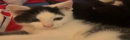 Mixed Breed cats for sale: Kittens  - Advert 12