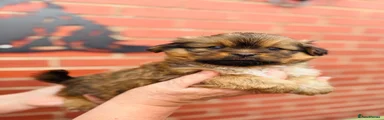 Mixed Breed 3
