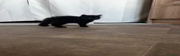 Mixed Breed cats for sale: 10 week old Black fluffy boy - Advert 4