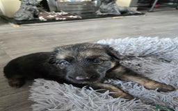 German Shepherd dogs for sale: German Shepherd Puppies Fluffy & Chunky  - Image 5