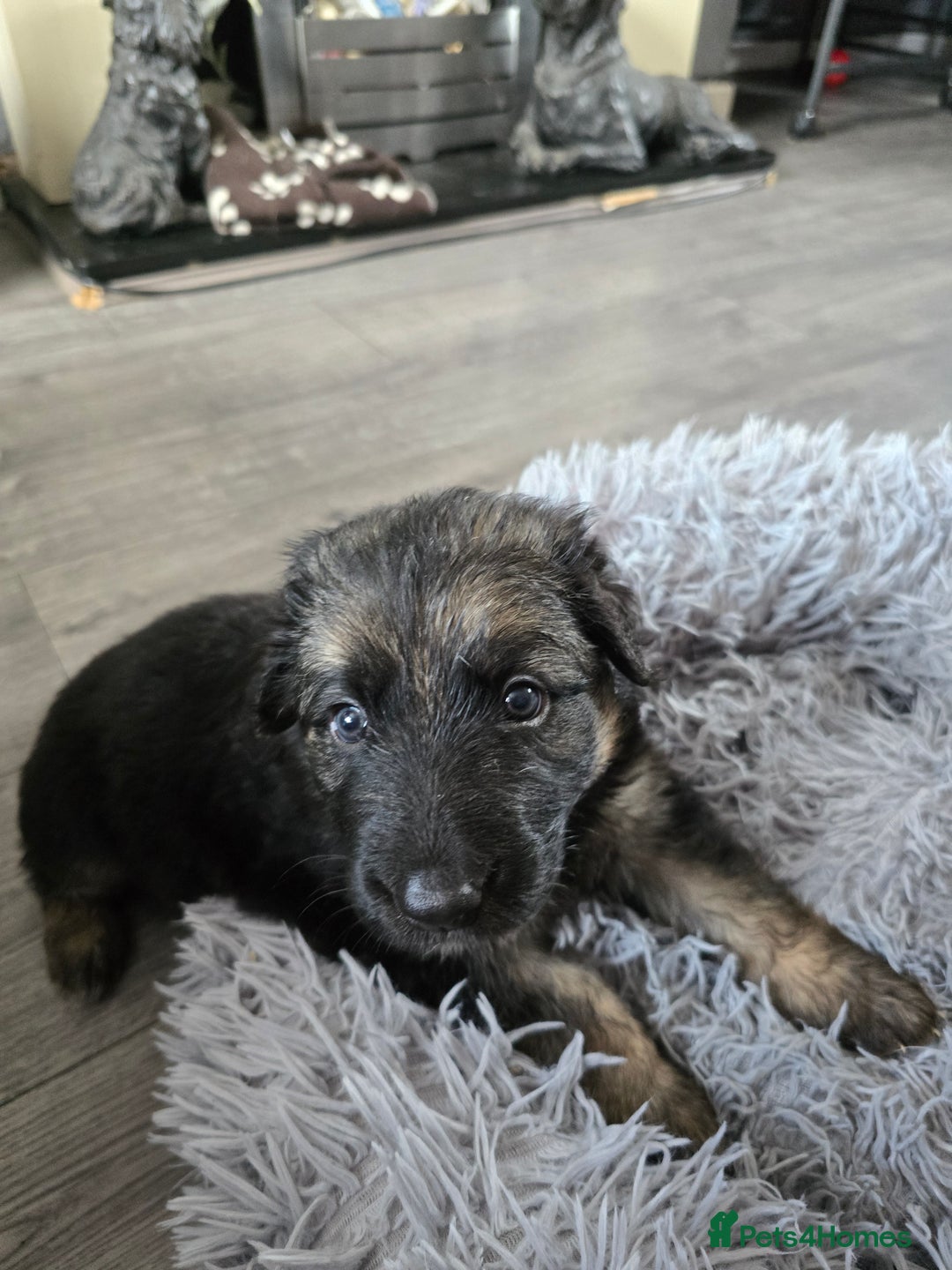 German Shepherd dogs for sale: German Shepherd Puppies Fluffy & Chunky  - Image 5