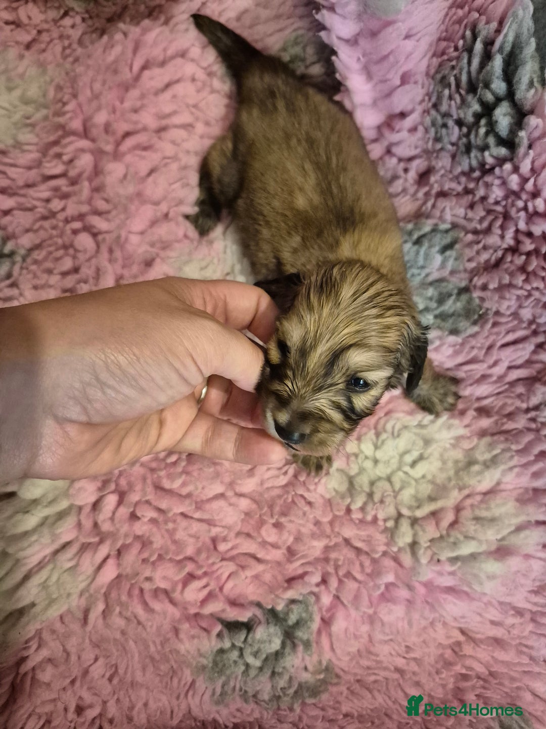 Dachshund dogs for sale: Kc boy dachshund  - Image 7