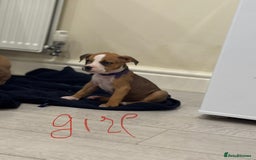 American Bull Staffy dogs for sale: For sale - Image 6