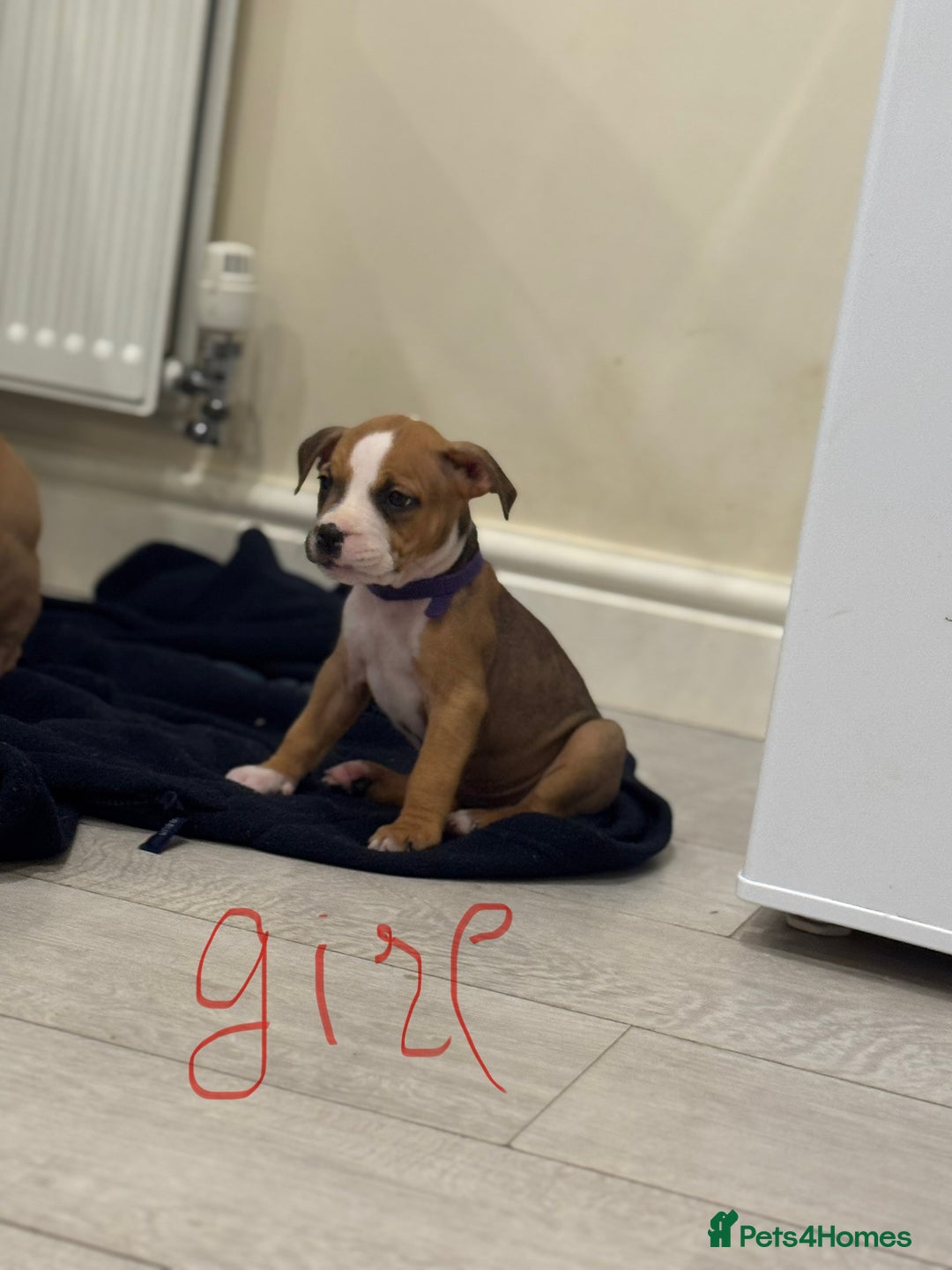 American Bull Staffy dogs for sale: For sale - Image 6