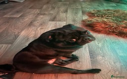 Pug dogs for sale: Black Male Pug 3 years old - Image 2