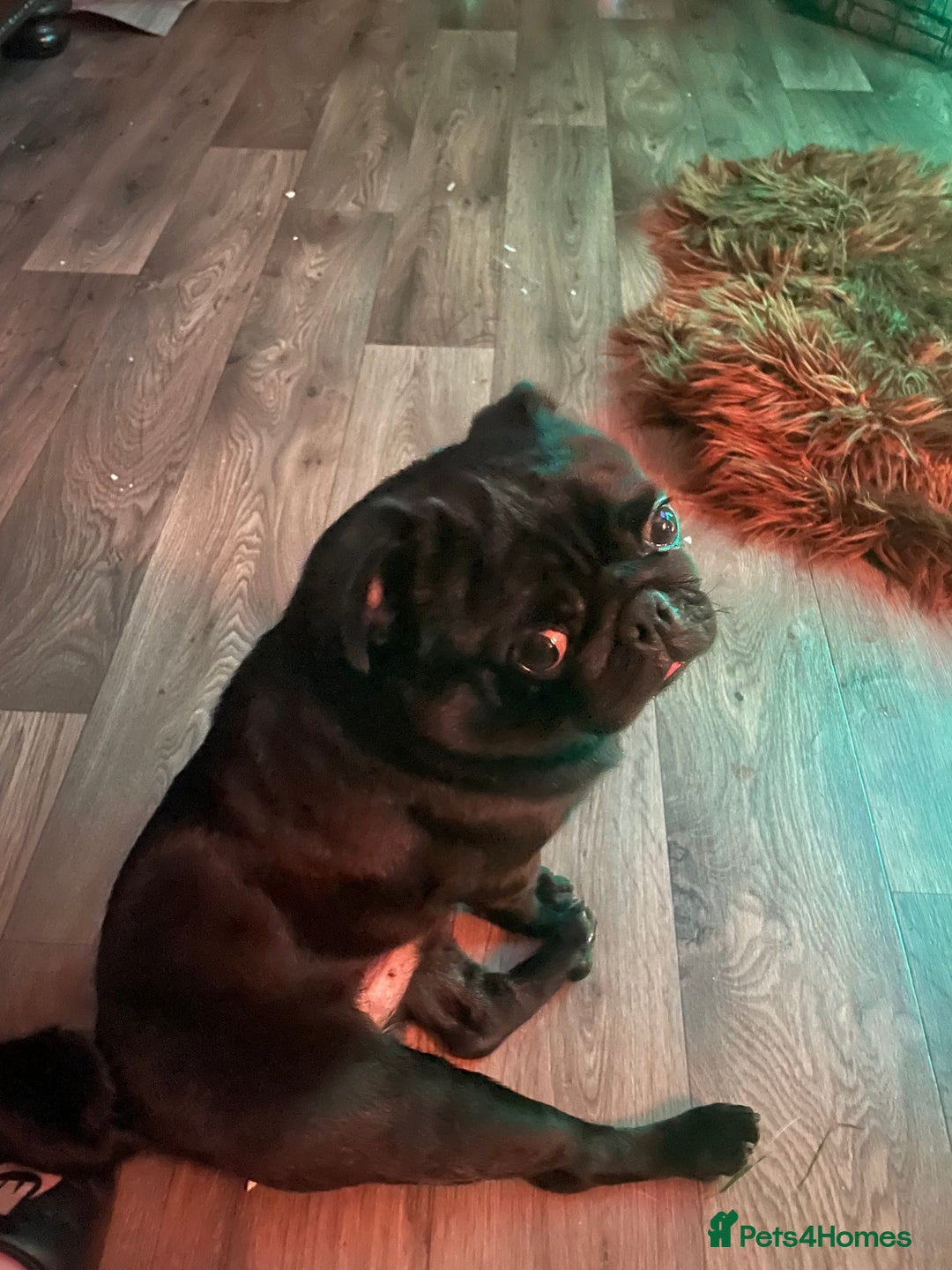 Pug dogs for sale: Black Male Pug 3 years old - Image 2