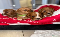 Cavapoo dogs for sale: 🐾 Tiny F1 Cavapoo Puppies – 3 Girls & 1 Boy! 🐾 - Image 20