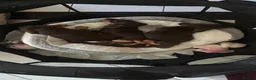 Dachshund dogs for sale: Gorgeous dachshund puppies  - Advert 7