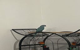 Ringnecks birds for sale: 8 months blue Indian ringneck  - Image 2