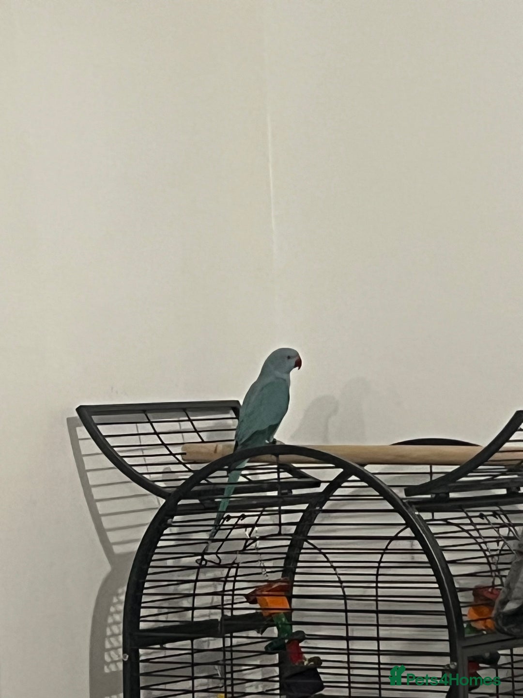Ringnecks birds for sale: 8 months blue Indian ringneck  - Image 2