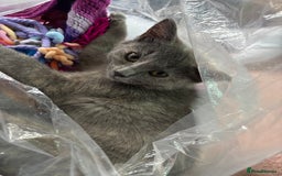 British Shorthair cats for sale: Female kitten - Image 2