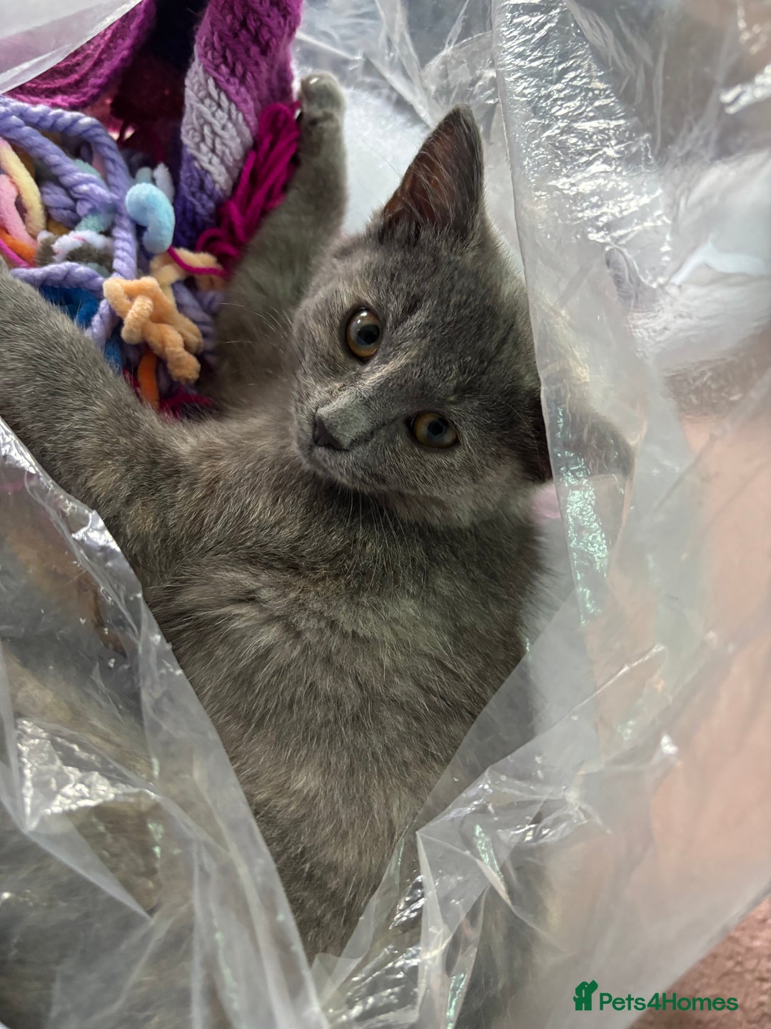 British Shorthair cats for sale: Female kitten - Image 2