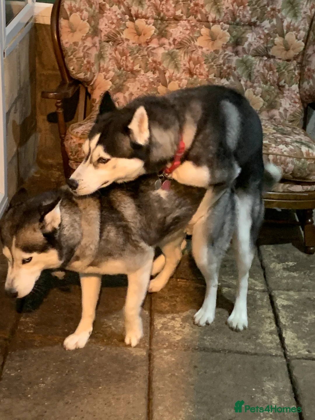 Siberian Husky dogs for stud: 🐺Lucky🐺 in Birmingham - Advert 15
