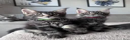 Maine Coon cats for sale: ✨5 Gorgeous Pure Breed Maine Coon Kittens✨ - Advert 19