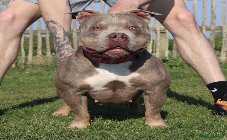 American Bully dogs - Advert 13