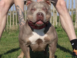 American Bully dogs - Advert 3