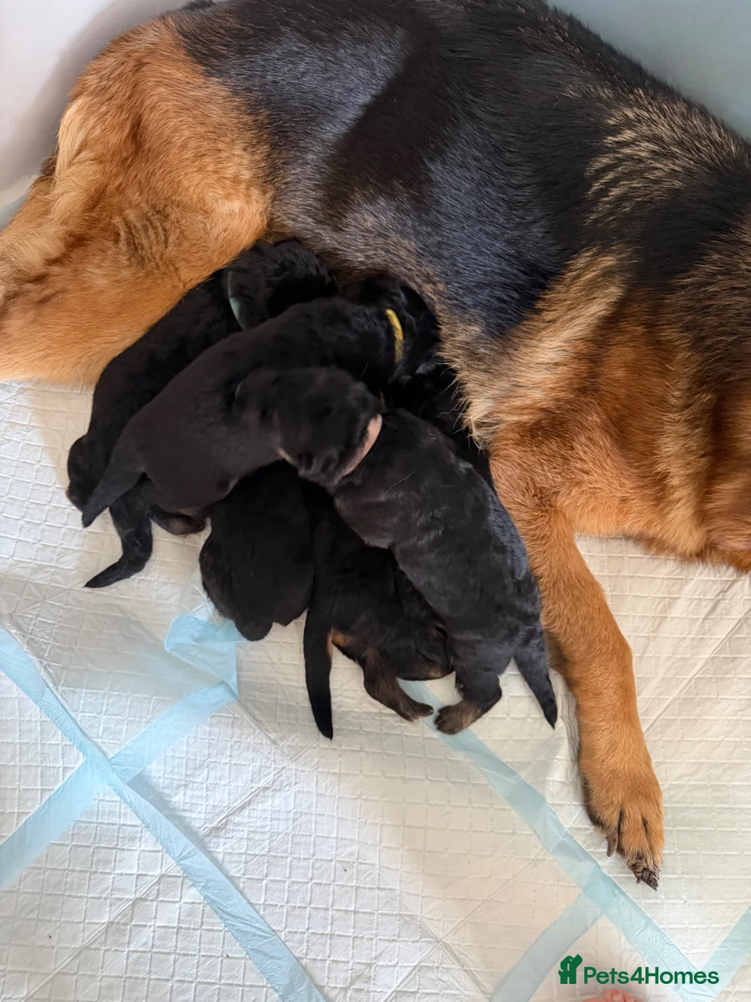 German Shepherd dogs for sale: German shepherd puppies  - Advert 1