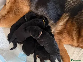 German Shepherd dogs German shepherd puppies - Advert 4