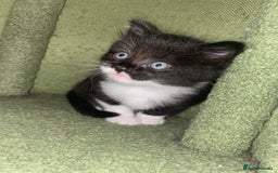 Mixed Breed cats for sale: Kittens 2 female ready  - Image 1