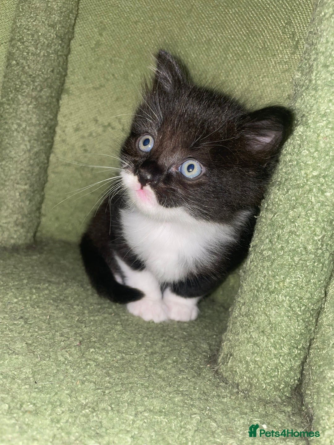 Mixed Breed cats for sale: Kittens 2 female ready  - Image 1