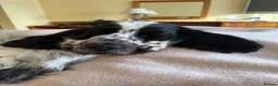 Cocker Spaniel dogs for sale: Very Handsome Blue Roan Cocker Spaniel Male Puppy - Advert 4